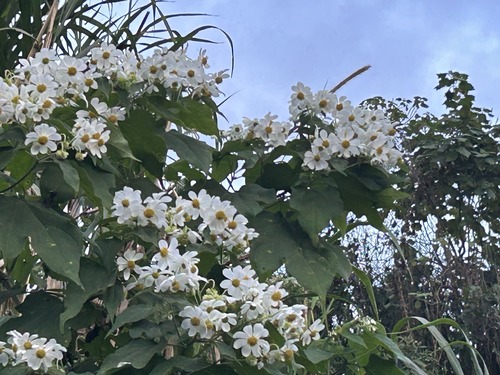 arbustes fleurs blanches Costa Rica-iguane grimpant à un arbre Jaco Costa Rica- Vallée Centrale