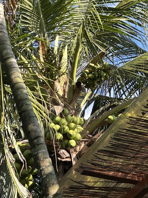 cocotier Jaco Costa Rica