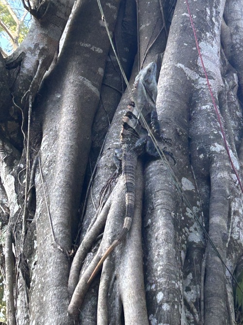 iguane grimpant à un arbre Jaco Costa Rica