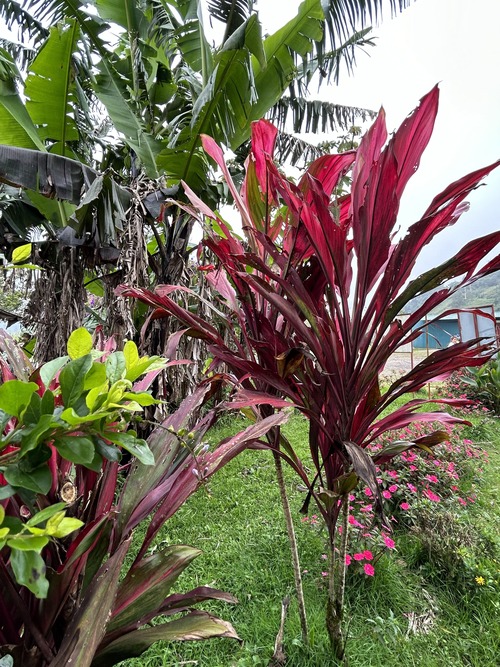 plante rouge Costa Rica