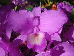 guaria morada (Guarianthe skinneri)