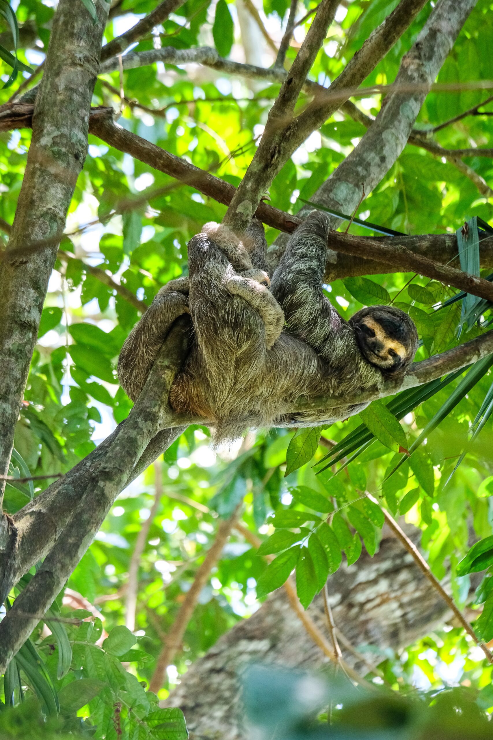 singe paresseux dans un arbre Costa Rica