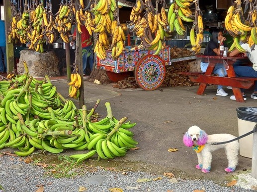 récolte de bananes et chien devant un soda restaurant Costa Rica